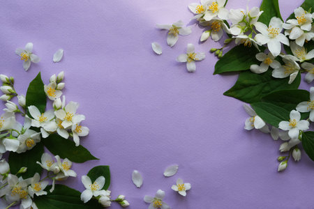 Composition of white jasmine flowers on purple background. The concept of summer, spring, holiday. Top view, flat lay.の写真素材