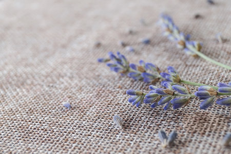 Lavender flowers. concept skincare. Light background with lavender. Side view, space for text, product place.の写真素材