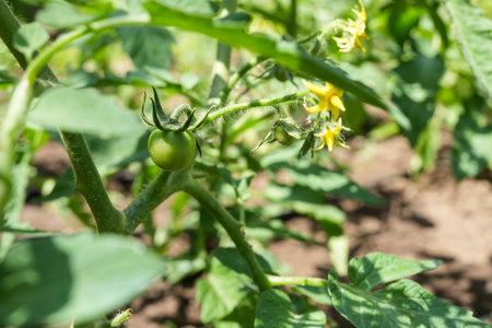 Green tomatoes growing in the garden. Selective focus. Shallow depth of fieldの写真素材