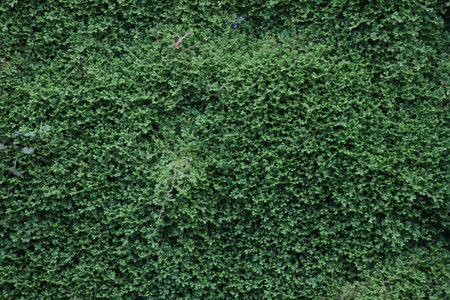 Natural green tree or plant background