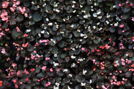 wild flower patternの写真素材