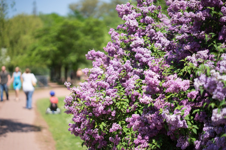 Spring flowers wiht people in backgroundの写真素材