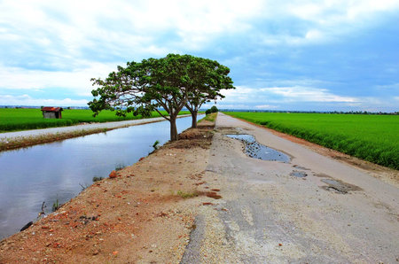 Small old road at paddy fieldの写真素材