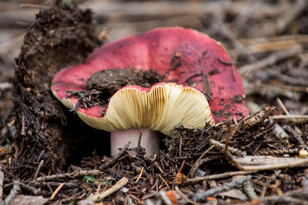 Red Mushroom Rising