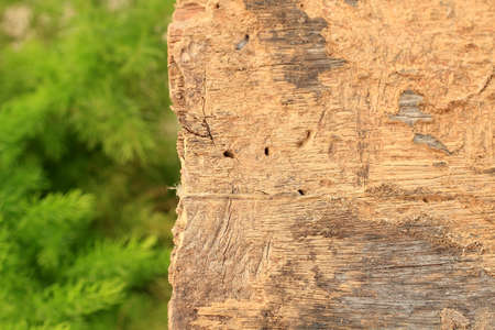 Wood and fern の写真素材