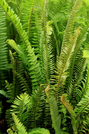 Fernの写真素材