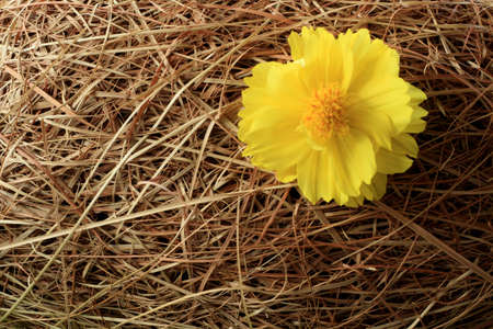 Bird nest and flowerの写真素材