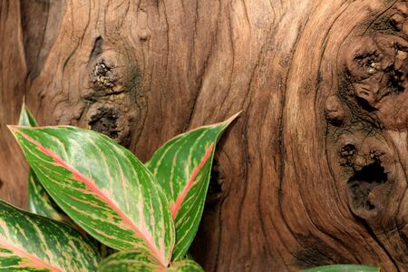 Wood old and leavesの写真素材