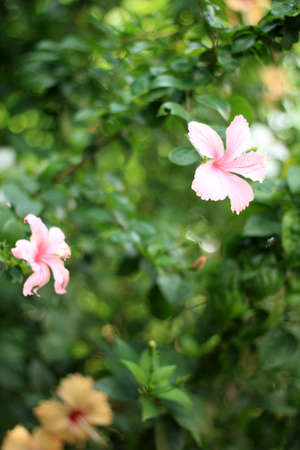 Flower pinkの写真素材