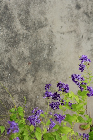 Flower purpleの写真素材