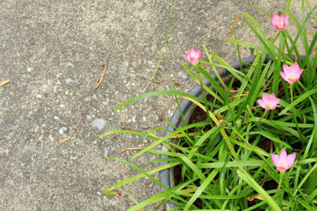 Flower pinkの写真素材