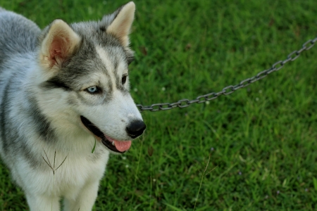 Siberian Husky dogs in grassの写真素材