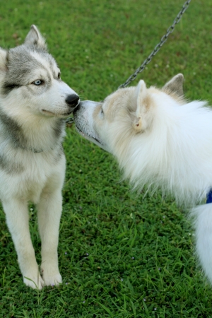 Siberian Husky dogs and friends の写真素材