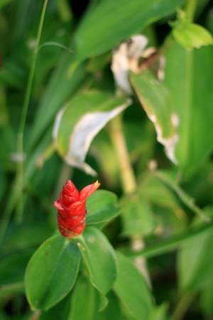 Red flowerの写真素材
