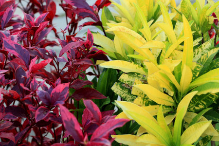 Leaves green and leaves red