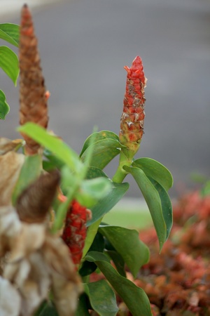 Red flowerの写真素材