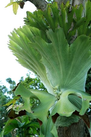 Staghorn fernsの写真素材
