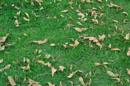 Green grass and leaves oldの写真素材