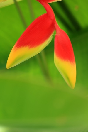 Red flowerの写真素材