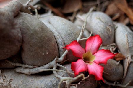 Impala Lily Adeniumのeditorial素材