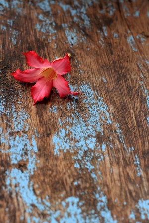 Flower red and woodの写真素材