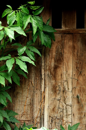Leaves and wall wood old の写真素材