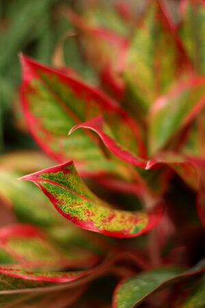 Leaves redの写真素材