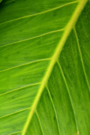 Green leavesの写真素材