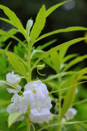 White flowerの写真素材