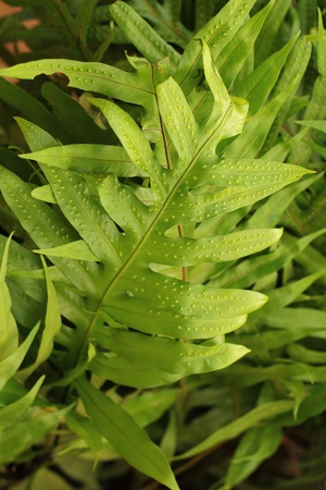 Fernの写真素材