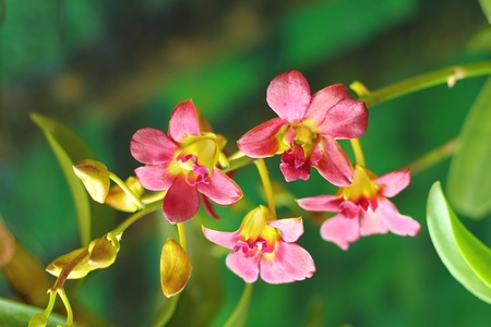 Orchid pink flowerの写真素材