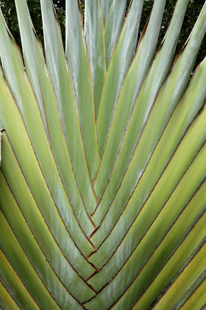 Banana leaves の写真素材