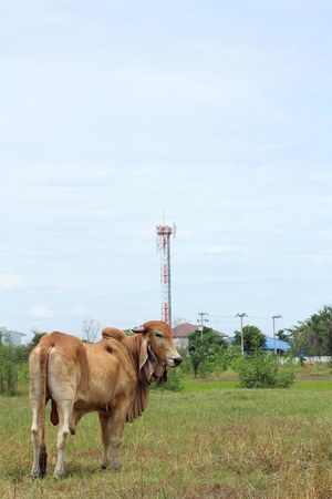  Cows in cityの写真素材