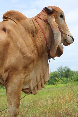 Cows in natureの写真素材