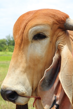 Face cowの写真素材