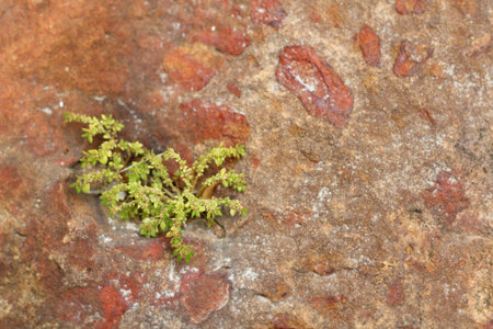 Green leaves and rock