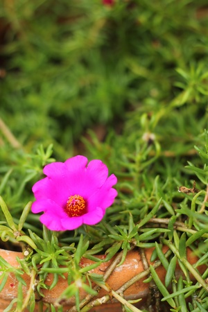 Flower portulacaの写真素材