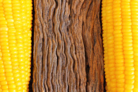 Sweet corn on woodの写真素材
