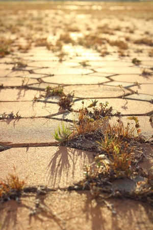 Grass on the way の写真素材