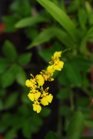 Yellow orchidの写真素材