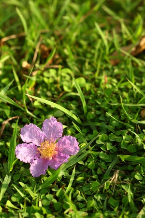 Purple flower on grass の写真素材