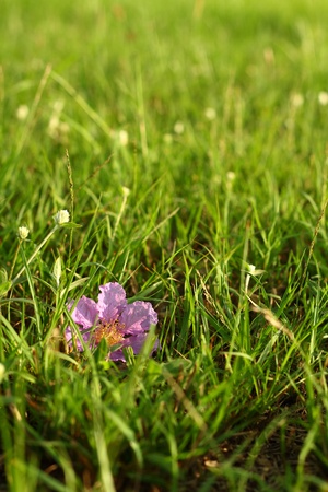Purple flower on grass の写真素材