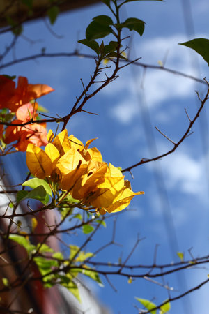 Bougainvillea 