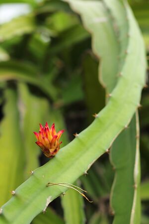 Dragon fruitの写真素材