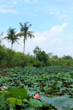 Lotus leaves の写真素材