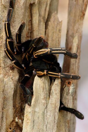 Spider on the wood の写真素材