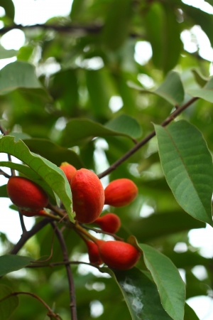 Berries on treeの写真素材
