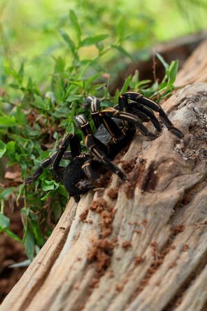 Spider on the wood の写真素材