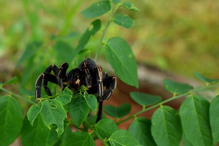 Black Spiderの写真素材