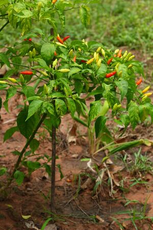 Chili in gardenの写真素材